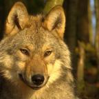 Un loup retrouvé mort en bordure de route à Eupen