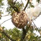 Verviers déploie 700 pièges pour lutter contre le frelon asiatique