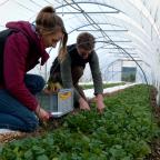 « Oufti Légumes », du local et du frais, 51 semaines par an à Stoumont