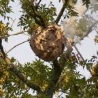 « Waspp », une appli pour lutter contre le frelon asiatique