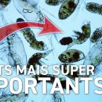 Epistème - Le Phytoplancton