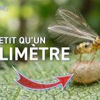 Epistème - Le Plus Petit Insecte au Monde