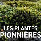 Epistème - Des micro plantes super résistantes