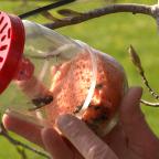 Frelon asiatique : faut-il vraiment piéger à tout prix ?