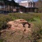 Spa : le dernier robinier du parc de 7 Heures n'est plus