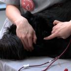 Don de sang animal : une mobilisation essentielle pour sauver chiens et chats