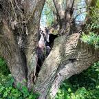 Olne : incertitudes autour du devenir d’un saule têtard à Turlurette