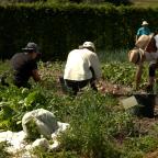 Lierneux : un potager cultivé par 46 familles