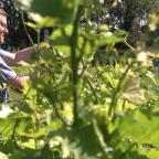 Hombourg: la viticulture en plein essor