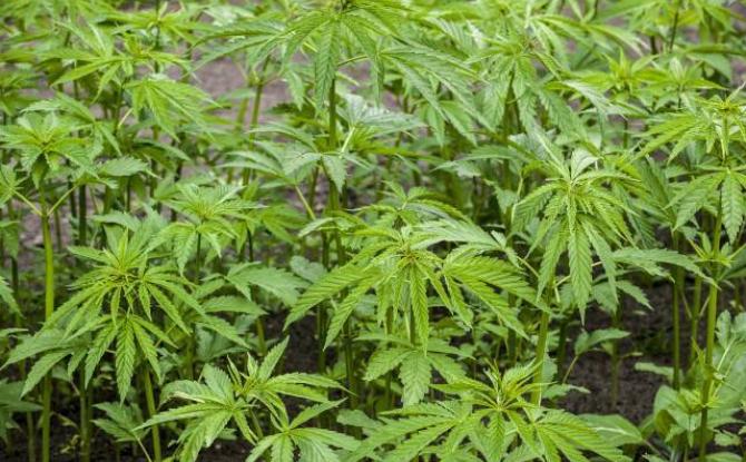 Des sanctions financières considérables pour des trafiquants de cannabis, notamment à Dison
