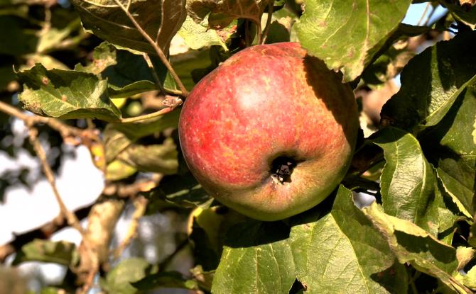 Pourquoi identifier nos vieux arbres fruitiers est important
