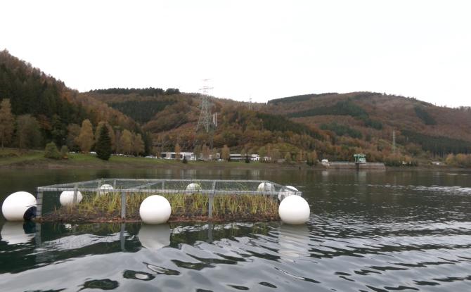 Centrale de Coo: des îlots flottants végétalisés pour une meilleure biodiversité