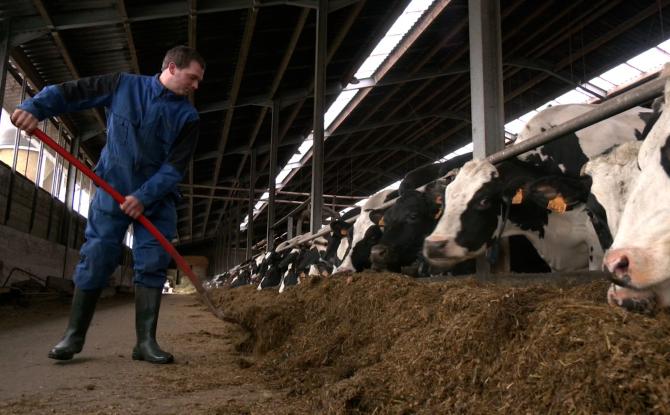 Jalhay : il refuse d’abattre 111 vaches malgré l’obligation