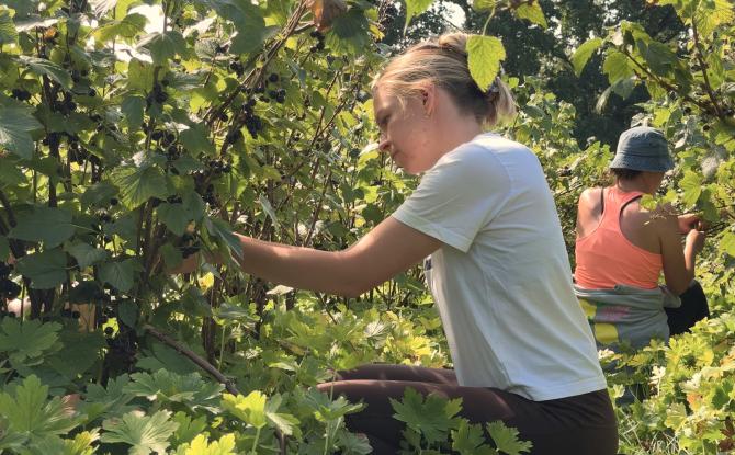 Framboiserie de Malmedy: on cueille le cassis en urgence!