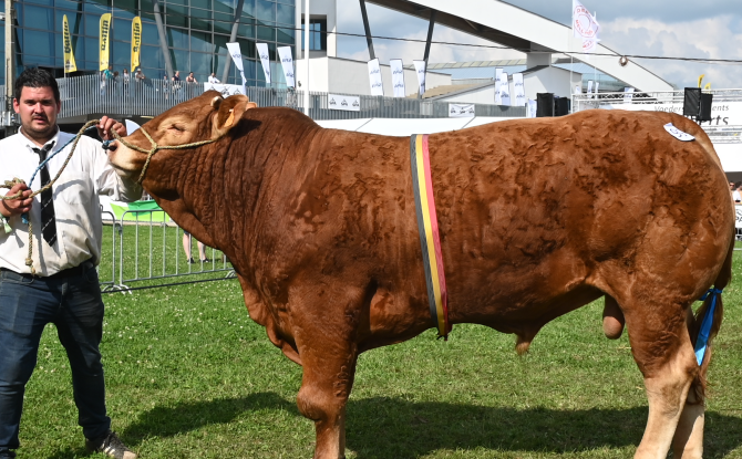 Ulys d'Ensival est le meilleur jeune taureau limousin de Belgique