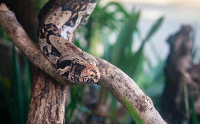Un boa constricteur capturé près de Stavelot