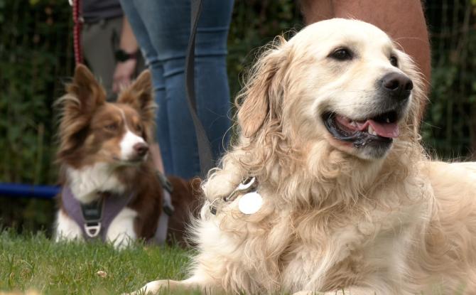 Stavelot: la passion positive des chiens