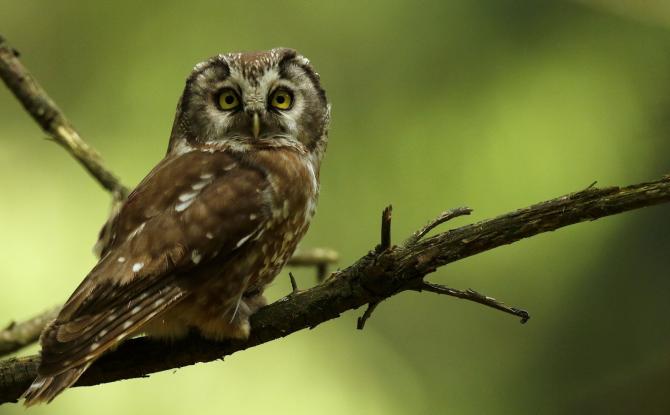 Regard de Luc Gillet sur les oiseaux nocturnes