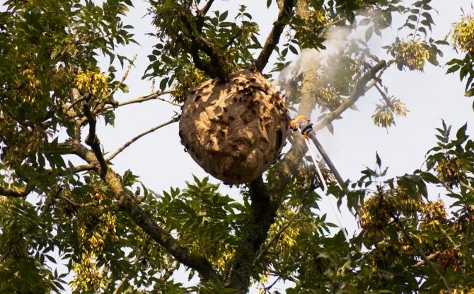 Une prime pour la destruction des nids de frelons asiatiques à Stavelot