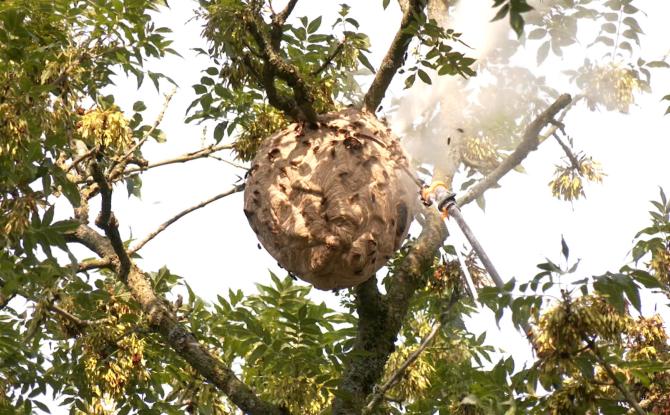 Frelons asiatiques : les pompiers rappellent qu’il est inutile d’appeler le 112 cet hiver