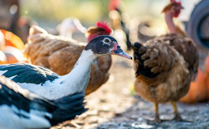 Grippe aviaire : la vigilance doit être renforcée en Wallonie
