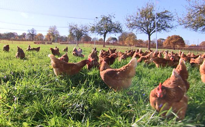 Eupen : une ferme bio se protège contre la grippe aviaire