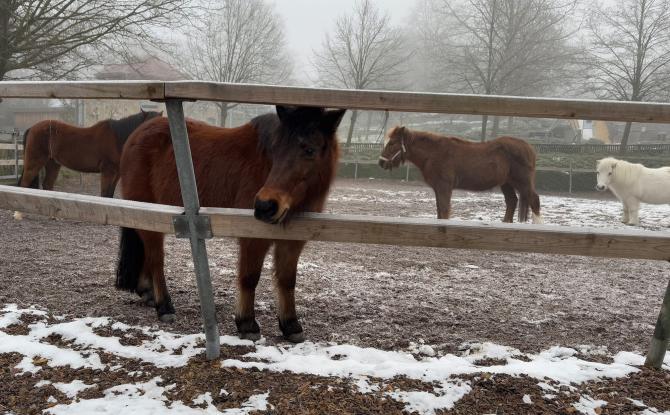 8 animaux saisis à Eupen