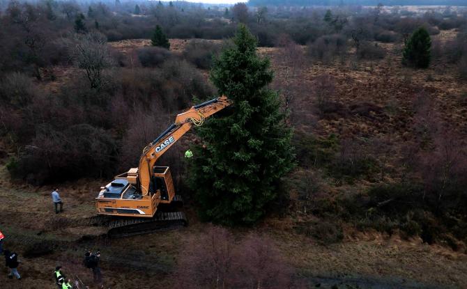 Le sapin du Palais royal coupé ce matin dans les fagnes