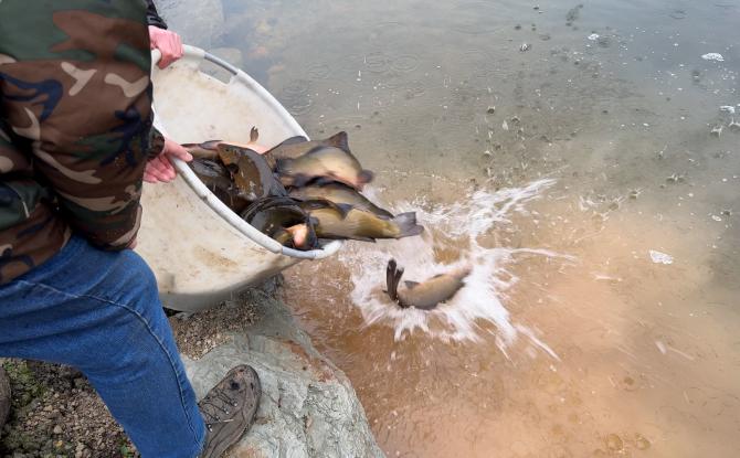 Stavelot: grand retour des poissons aux Etangs