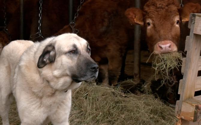 Face au loup, des Bergers d'Anatolie protègent les troupeaux