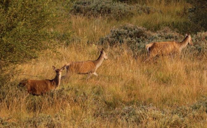 Malmedy: le loup impose de nouveaux plans de tir et des locations de chasse réduites