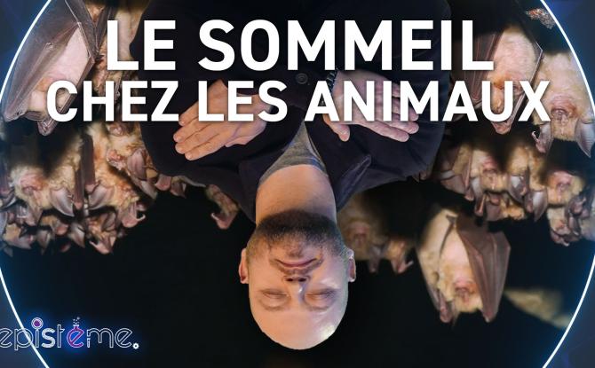 Epistème - Comment dorment les Animaux ?