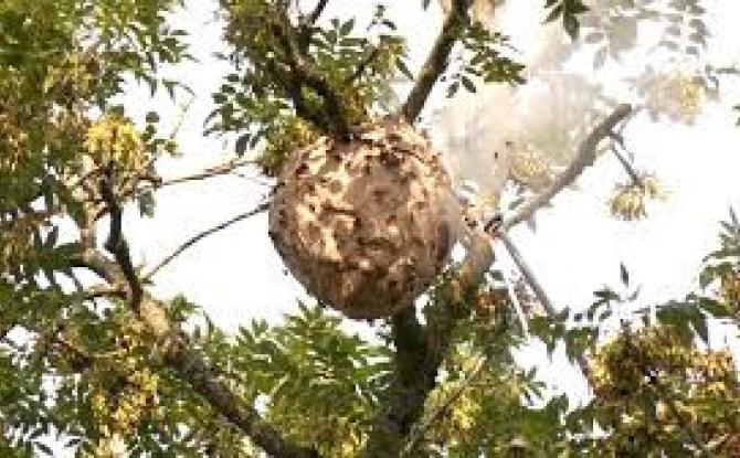 Verviers déploie 700 pièges pour lutter contre le frelon asiatique