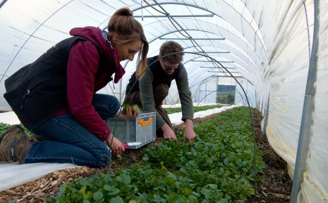 « Oufti Légumes », du local et du frais, 51 semaines par an à Stoumont