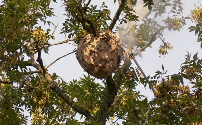 « Waspp », une appli pour lutter contre le frelon asiatique