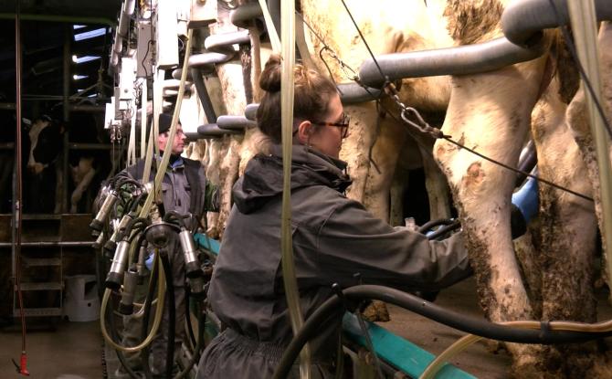 Welkenraedt : la baisse du prix du lait fragilise les éleveurs laitiers