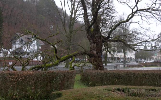Spa : le dernier robinier du parc de Sept Heures bientôt abattu