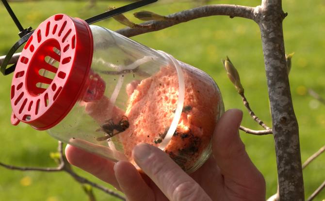 Frelon asiatique : faut-il vraiment piéger à tout prix ?