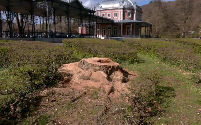 Spa : le dernier robinier du parc de 7 Heures n'est plus