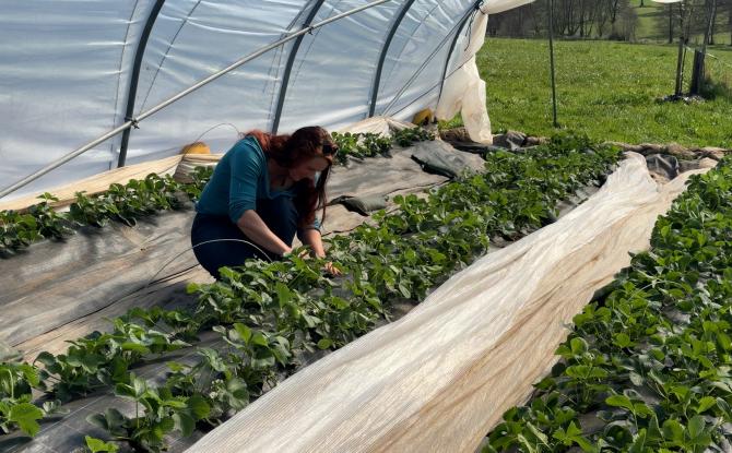 Stavelot: le printemps booste le maraîchage
