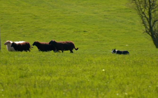 Sourbrodt: les Border Collie au travail!