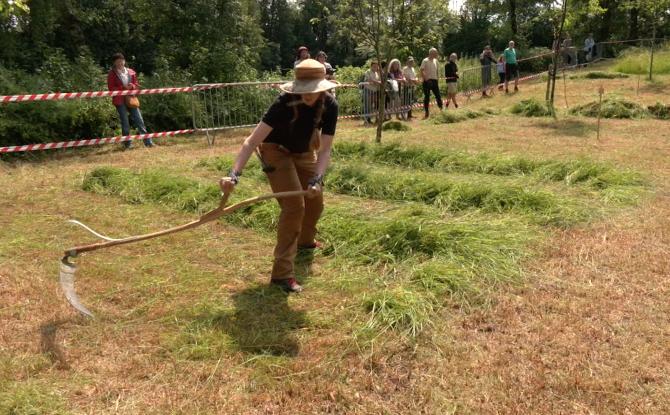 Welkenraedt : premier championnat de fauchage à la faux en Wallonie