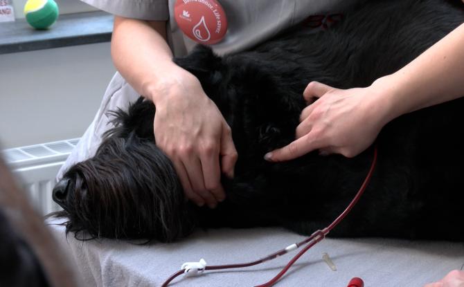 Don de sang animal : une mobilisation essentielle pour sauver chiens et chats