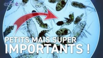 Epistème - Le Phytoplancton